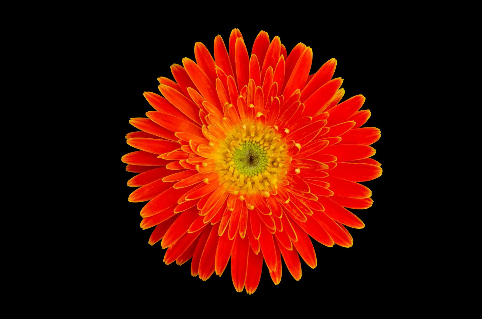 flower blooming orange